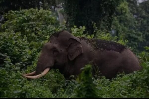 നീലഗിരി ഗൂഡല്ലൂരില് കാട്ടാന ആക്രമണം; മലയാളിക്ക് ദാരുണാന്ത്യം