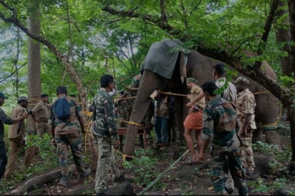 പി ടി ഫൈവ് സുരക്ഷിതന്; ചികിത്സ നല്കി വനത്തിനുള്ളിലേക്ക് തുരത്തി