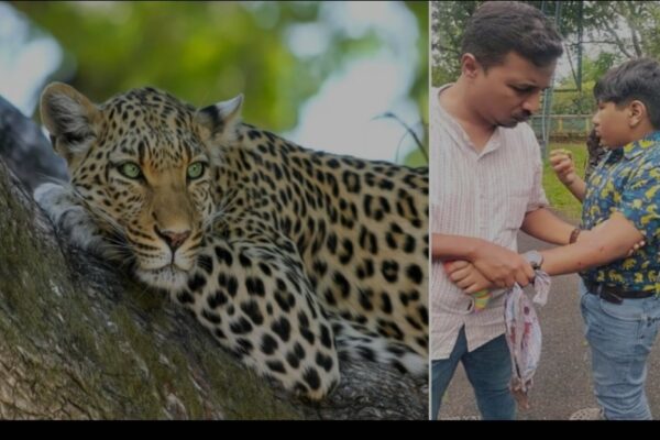 ബെംഗളൂരു ബന്നേർഘട്ട നാഷണൽ പാർക്കിൽ 12 കാരനെ പുള്ളിപുലി ആക്രമിച്ചു