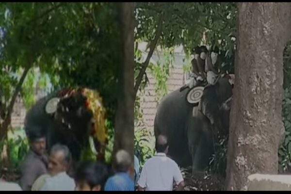 പാലക്കാട് ശ്രീകൃഷ്ണ ജയന്തി ആഘോഷത്തിനിടെ ഇടഞ്ഞ ആനയെ തളച്ചു