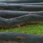 മുട്ടില് മരംമുറി കേസ്; വനം വകുപ്പ് പിടിച്ചെടുത്ത 15 കോടി രൂപ വില നിശ്ചയിച്ച തടികള് മഴയേറ്റ് നശിക്കുന്നു