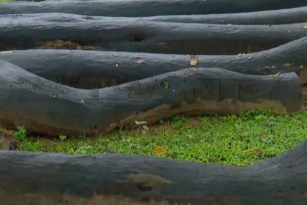 മുട്ടില് മരംമുറി കേസ്; വനം വകുപ്പ് പിടിച്ചെടുത്ത 15 കോടി രൂപ വില നിശ്ചയിച്ച തടികള് മഴയേറ്റ് നശിക്കുന്നു