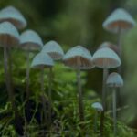 കടയിൽ നിന്ന് വാങ്ങിയ കൂൺ കഴിച്ചു, ദേഹാസ്വാസ്ഥ്യം; പാറശാലയിൽ 11കാരി ആശുപത്രിയിൽ