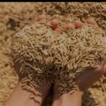 നെല്ല് സംഭരണത്തിലെ പ്രതിസന്ധി; മുഖ്യമന്ത്രിയുടെ അധ്യക്ഷതയിൽ ചേർന്ന യോഗത്തിൽ സമവായം